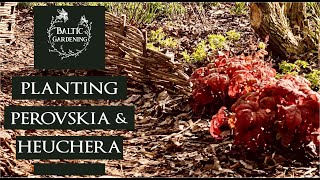 Planting Perovskia and Heuchera Russian sage Perennial border plants Baltic Gardening [upl. by Sahcnip]