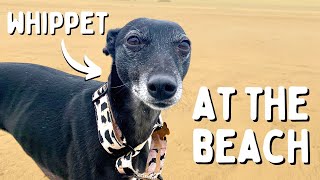 Taking our whippet to the beach  Major zoomies  VLOG [upl. by Hidie]