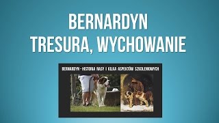 Bernardyn tresura  wychowanie szczeniaka i historia rasy  psy bernardyny [upl. by Pryce]