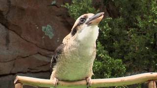 Zoo View KookaburraCincinnati Zoo [upl. by Sacks116]