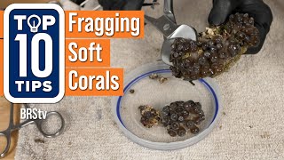 Top 10 Tips for Successfully Fragging Soft Corals Zoanthids Leathers Mushrooms and More [upl. by Dranek]