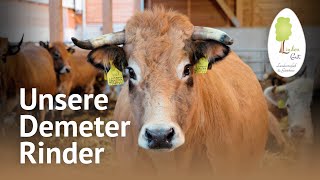 Unsere BioKühe im Stall – Charolais amp Aubrac Rinder  Demeter Landwirtschaft am LindenGut [upl. by Witha62]