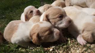 2 week LEMON BEAGLE PUPPIES in the sunny sunshine [upl. by Amby]