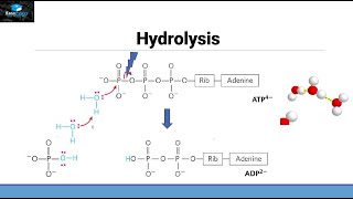 Hydrolysis of ATP [upl. by Akiner916]