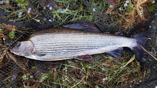 Big River Winter Grayling Fishing Scotland [upl. by Ahsied]