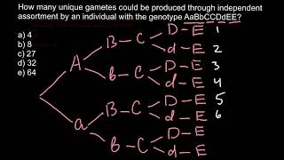 How to find genotypes of the gamets [upl. by Mann]