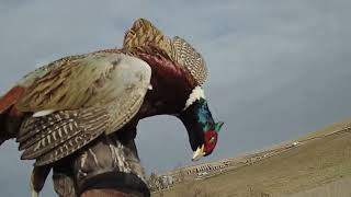 Thanksgiving weekend 2024 Iowa pheasant hunting  Small Munsterlander [upl. by Atteval]