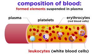 The Composition and Function of Blood [upl. by Eurydice]