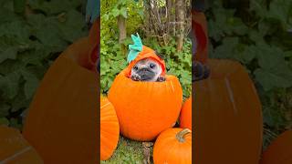 This is YOUR sign to put your DOG in a PUMPKIN 🐶🎃 dog pug pumpkin [upl. by Gasperoni]