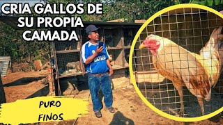 CRIA SOLO GALLOS FINOS Y TIENE SU PROPIO COLISEO GALPON HERMANOS CORREA [upl. by Nance]