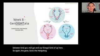 NPLEX I Embryology Gastrulation Neuralation and Organogenesis [upl. by Haodnanehs]