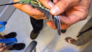 How To Clip Parakeet Wings Perfectly  Every Time [upl. by Walls]