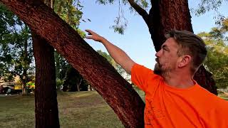 Failed eucalyptus tree removal Ep 6 [upl. by Sugna988]