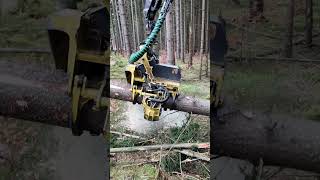 Tree Felling amp Precision Cutting with the Waratah H415 [upl. by Enoyrt202]