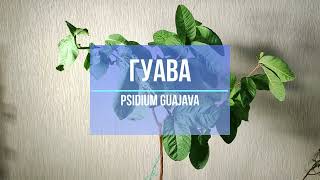 Гуайява лат Psidium guajava [upl. by Malarkey]