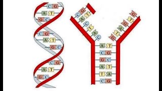 Genetica moleculara BAC BIOLOGIE 2020 [upl. by Brook]