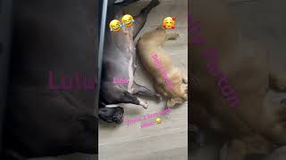 yt short explore viral fyp foryou akc dogs trending frenchbulldog puppies fyp [upl. by Ahserb337]