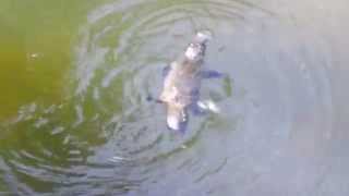 Platypus Swimming the only mammals that lay eggs [upl. by Gaven]