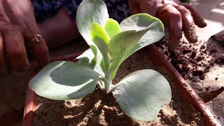 How to Grow and Care Crassula Plant  Money Plant Crassula  पैसे वाला पौधा  Fun Gardening [upl. by Schweitzer]