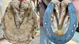 Full horse hoof Restoration with sliders  Satisfying [upl. by Aihsined]