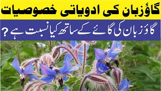 Benefits of Borage Starflower Herb in UrduHindi  Gaozaban benefits in Urdu  گاؤزبان کے فوائد [upl. by Ahseat]