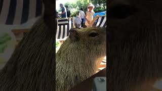 capybara animals edit cute funny animal [upl. by Retsim]