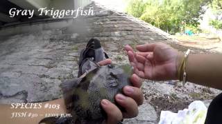 MultiSpecies Fishing the Intracoastal Waterway  Part 2 Fort Lauderdale FL [upl. by Aidualc289]