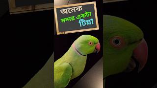 অনেক সন্দর একটা টিয়া পাখি। টিয়া পাখি BDBIRDSHOP [upl. by Oznarol]