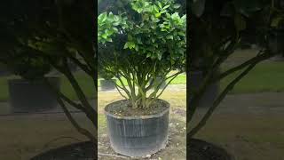 Huge Ligustrum trees Container Grown [upl. by Oirelav47]