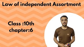 Law of independent Assortment in urdu  Hindi  Class 10th chapter 6 [upl. by Ainna236]