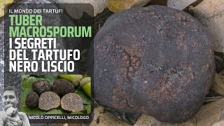 Il tartufo nero liscio Tuber macrosporum [upl. by Lore765]