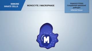 333  Macrophages [upl. by Mirth]