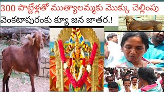 MLA Paritala Sunitha Nasanakota Muthyalamma Mokku పొట్టేళ్లుతో నసనకోట ముత్యాలమ్మ మొక్కు చెల్లింపు [upl. by Gievlos]