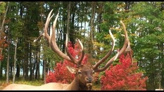 Benezette Pennsylvania Elk and The Pa Wilds [upl. by Constantina]