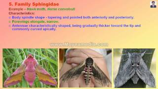 Lepidopteran Insect Family identificationmp4 [upl. by Nirac]