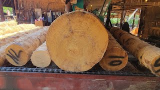 Sawing a very large 32 inch loblolly pine 57 [upl. by Dnaletak]