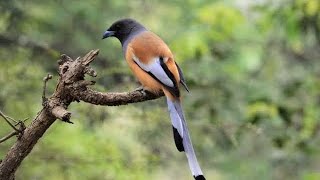 Rufous treepie [upl. by Einallem640]