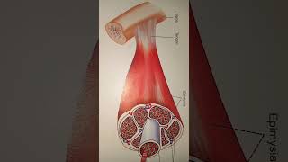 structure of skeleton musclemyofibrilmuscles physiology shorts notes easy [upl. by Adnalra111]