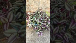 Thick zebrina plant😱😱😱shortvideo plants viralvideo houseplants nature gardening garden [upl. by Aihtnic707]