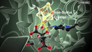 How Enzymes Work from PDB101 [upl. by Naerb]