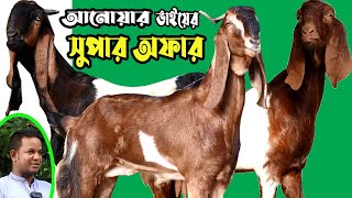 বিশেষ অফারে পাচ্ছেন আনোয়ার ভাইয়ের অরিজিনাল সহ বিভিন্ন জাতের উন্নত হাই কোয়ালিটি ছাগল [upl. by Berkow569]