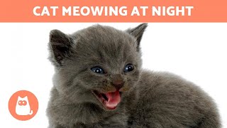 My CAT MEOWS at NIGHT 🐱🌙 Why and What to do [upl. by Neslund]