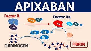 Apixaban Eliquis as blood thinner  Mechanism precautions amp interactions [upl. by Meesan]