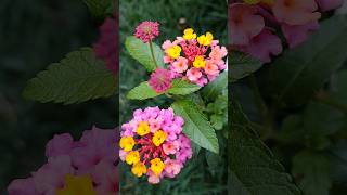 Lantana Camara lantanaflowersnatureplantsgarden [upl. by Correna21]