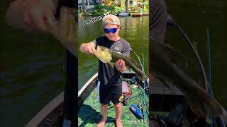 Pickerel or bass fishing [upl. by Magen100]