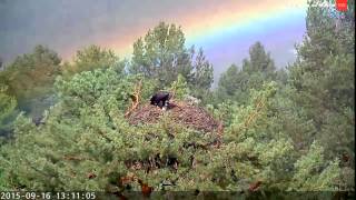 Espectacular arcoiris en la webcambuitre de SEOBirdLife [upl. by Eterg]