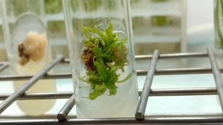 Plant Tissue Culture in 3 minutes [upl. by Idroj]