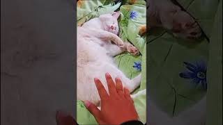 gangguin kucing sedang tidur 🤭😂 shortsvideo kucinglucu kucing [upl. by Haidej]