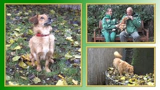 Hundevermittlung  OktoberNovember 2016 Tierheim Hannover TV [upl. by Mungam]