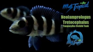 Neolamprologus Tretocephalus  Tanganyika Cichlid Tank [upl. by Navarro]